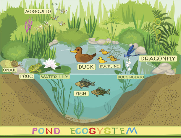 生态系统的池塘图片下载