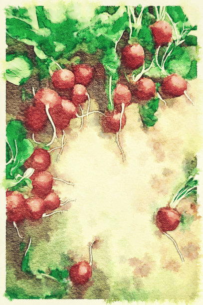 漂亮的甜菜在桌子上。图片下载