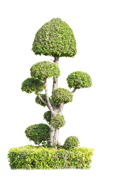 盆景树图片下载