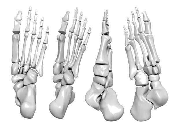 脚呢?骨图片下载