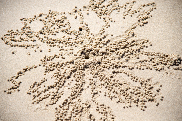 沙滩上蟹洞周围的沙球图片下载