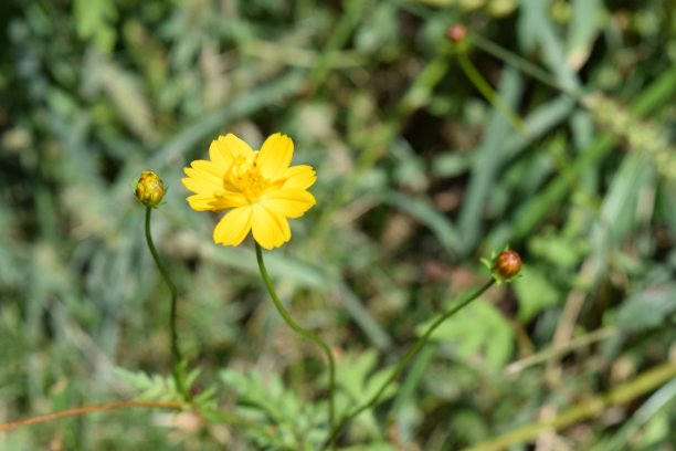 黄Cosmo图片下载