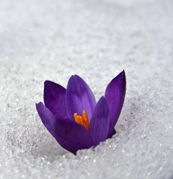 番红花在snow_图片下载