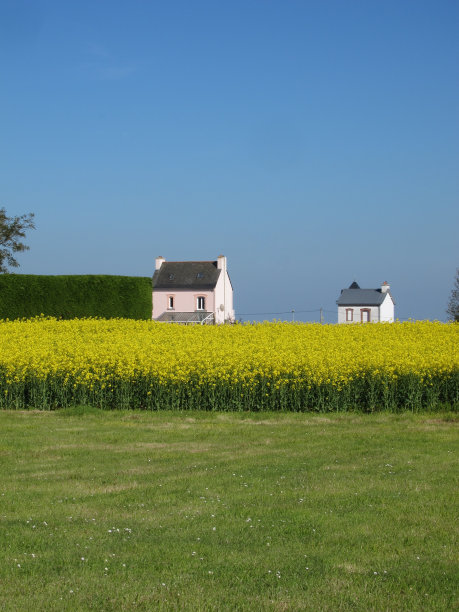 油菜地和房屋图片下载