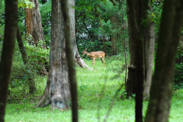 能源部吃莫斯图片下载