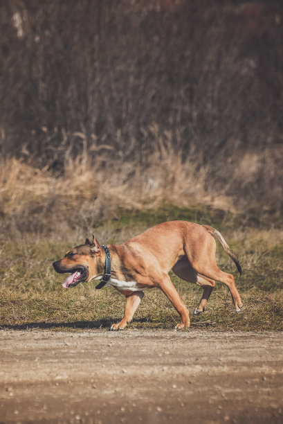 跑的狗图片下载