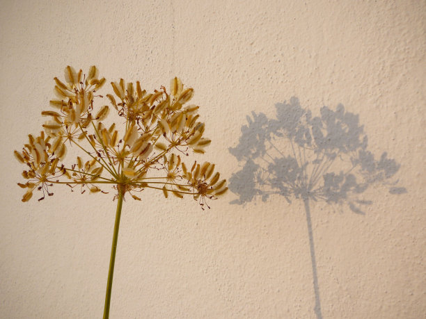 野生茴香花图片下载