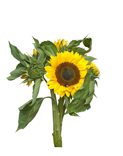 一束鲜艳的向日葵图片下载