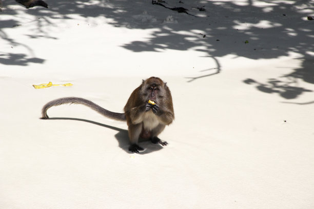 猴子吃香蕉-泰国海滩图片下载