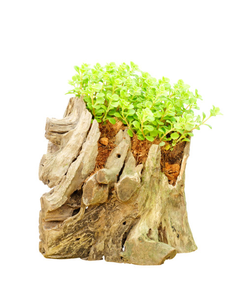 马齿苋(或小猪草)图片下载