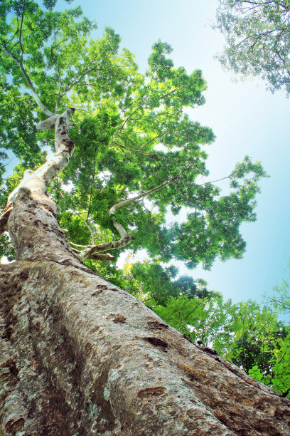 棵大树图片下载