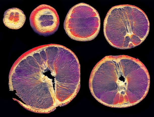 在黑色的背景上有颜色的橘片图片下载