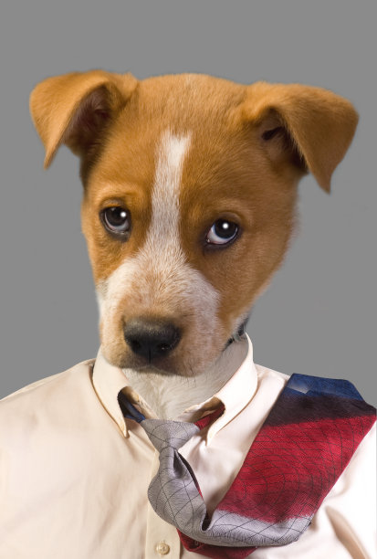 有趣的狗。图片下载