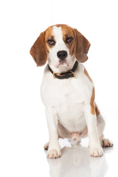 小猎犬的狗图片下载