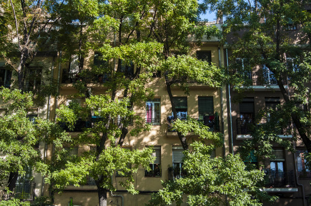 马德里的树木和建筑共享空间。图片下载