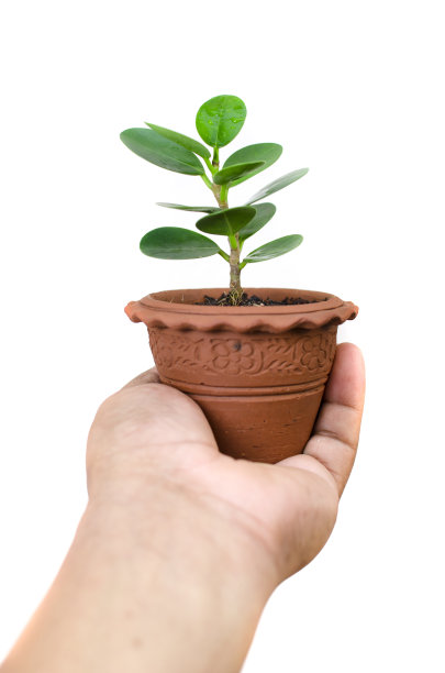 手掌中的树维持生命图片下载