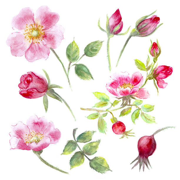 手绘水彩野生玫瑰花，蓓蕾和浆果集图片下载