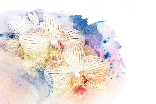 花水彩插图。图片下载