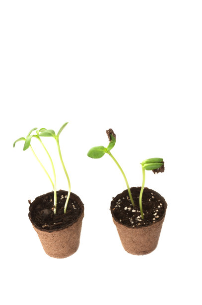 两棵向日葵幼苗在一个棕色的泥炭锅里图片下载