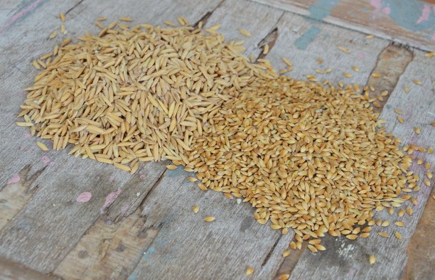 帕迪躺在旧木桌上图片下载