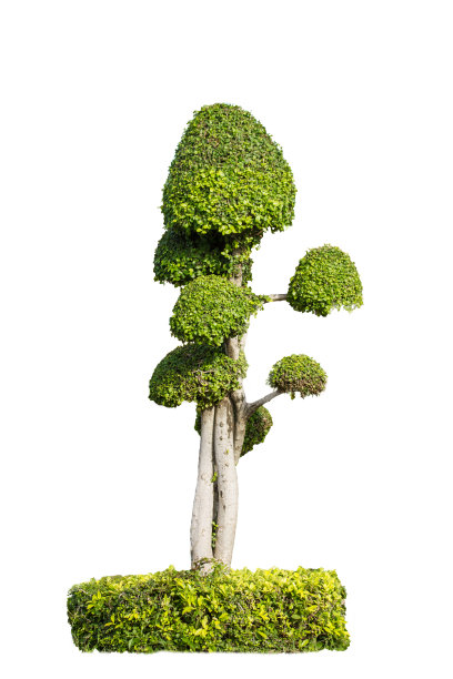 盆景树图片下载