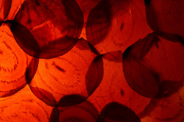 鲜艳的红色甜菜的彩色微距照片图片下载