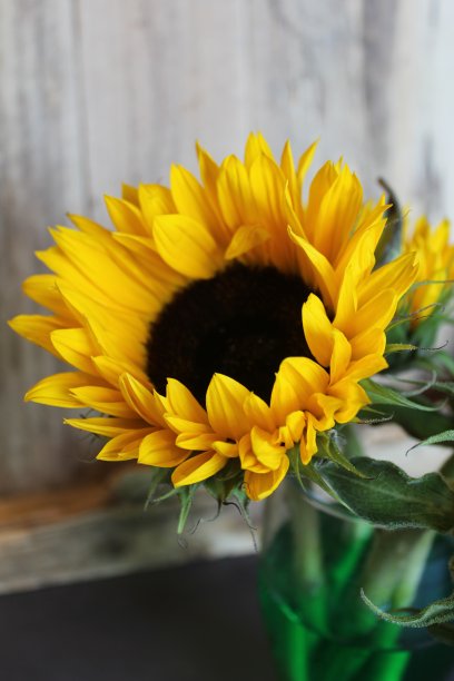 向日葵木镶板图片下载