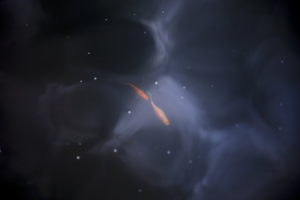 双鱼座图片下载