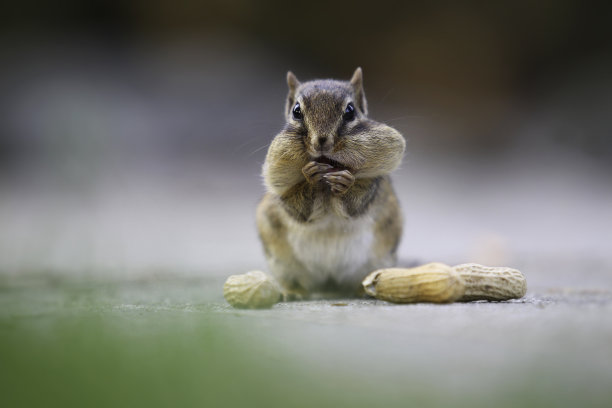 花栗鼠图片下载