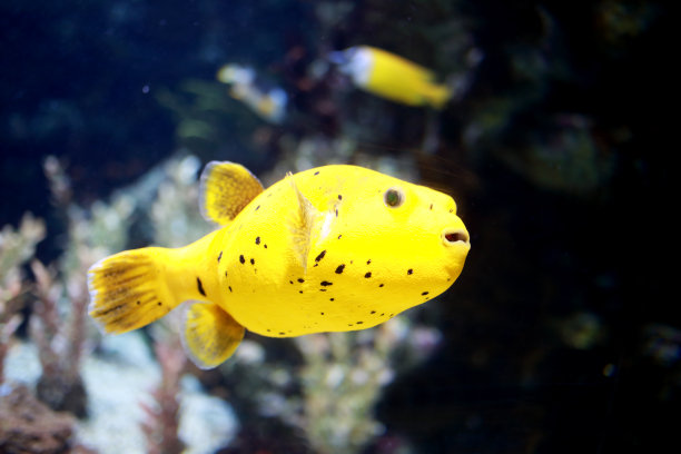 黄珊瑚鱼素材图片