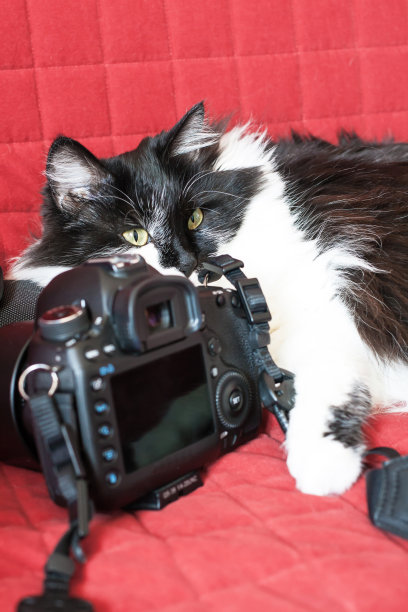 黑白相间的毛绒绒的猫带着相机图片下载