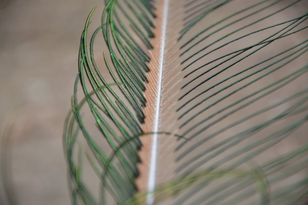 孔雀羽毛图片下载