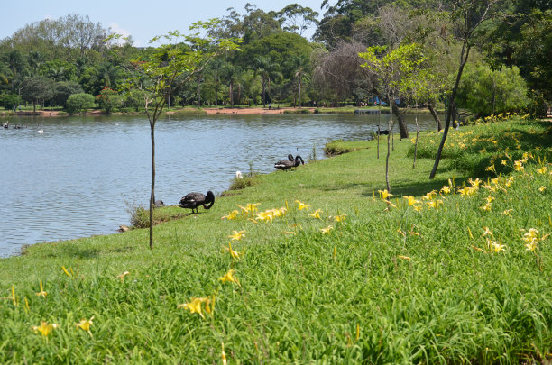 伊比拉普埃拉湖上的黑天鹅和黑鹅图片下载