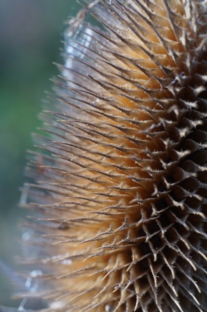 干蓟头图片下载