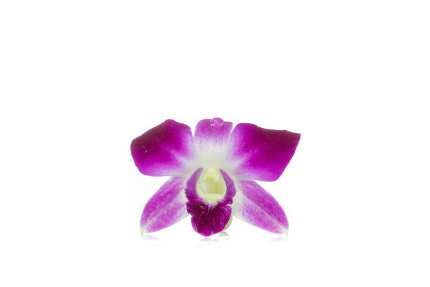 孤立在白色背景上的紫罗兰兰花图片下载