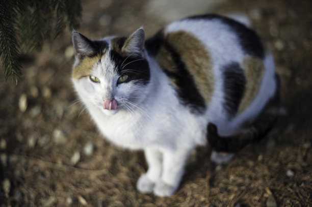 猫的肖像图片下载
