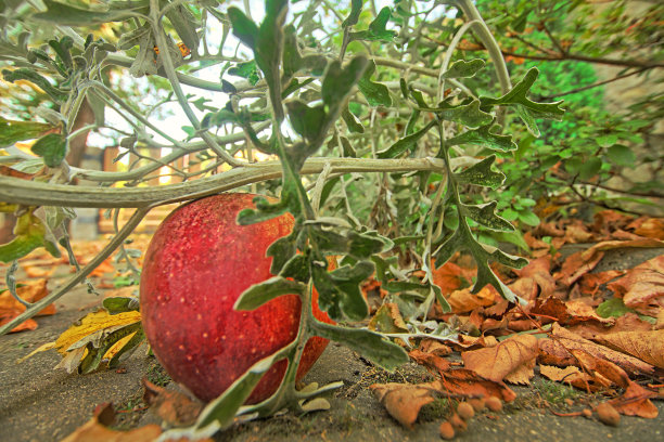 分支下的苹果图片下载