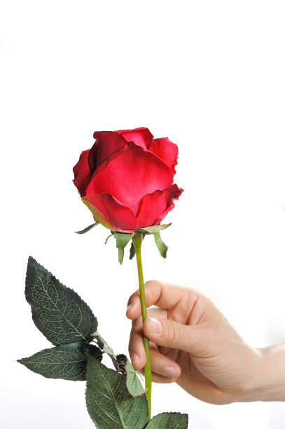 情人节玫瑰图片下载