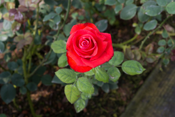 花园里的玫瑰图片下载