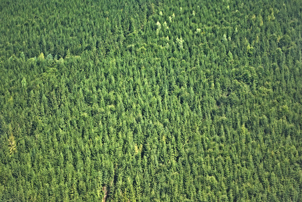 云杉森林图片下载