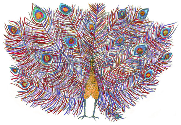 孔雀。美丽的尾巴图片下载