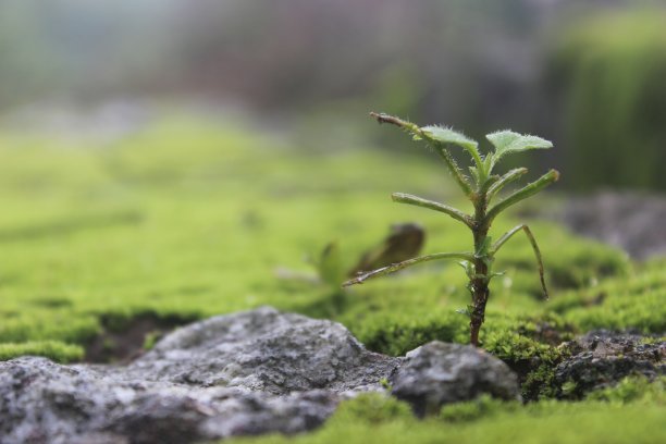 孤独的抽样图片下载