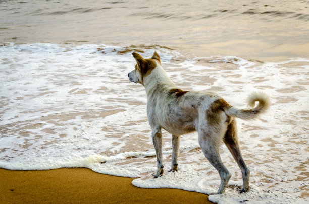 海滩上的狗图片下载