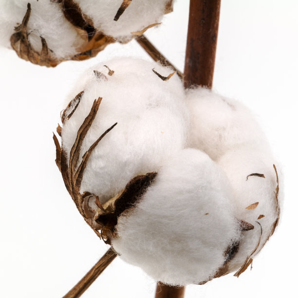 棉花种植图片下载