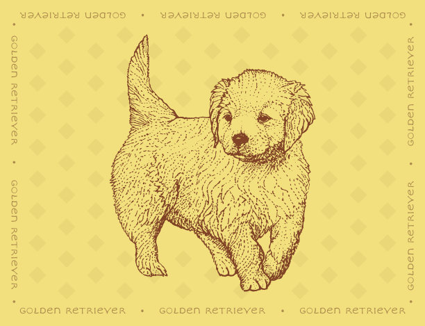 在黄色装饰背景上的金毛猎犬图片下载
