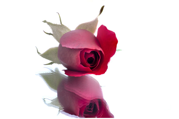 镜中的玫瑰图片下载