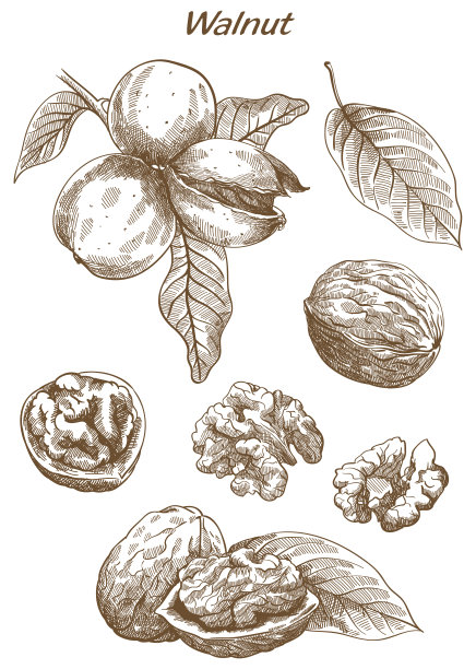 核桃素描素材图片