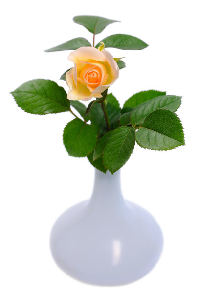 白色背景上花瓶里的玫瑰图片下载
