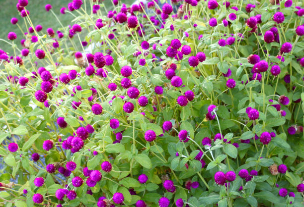 红色的热带花朵图片下载