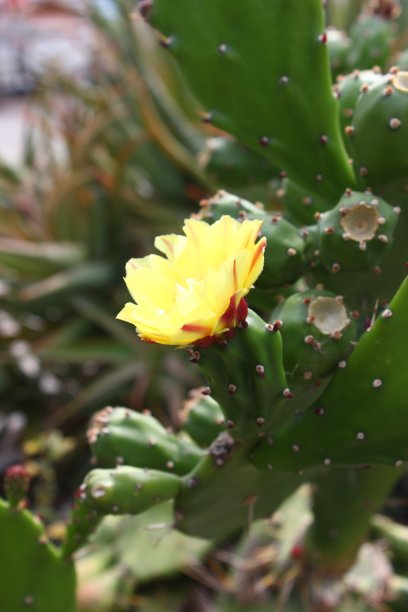 巴巴里无花果图片下载